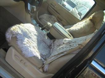 2006 Cadillac Escalade Pictures