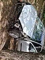 1999 Ford Focus Pictures