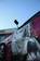 Preview 1999 Civic Ferio