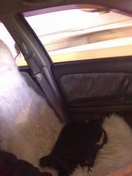 1999 Nissan Avenir Salut Photos