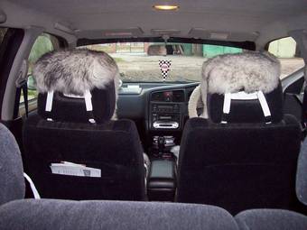 1999 Nissan Primera Wagon Photos