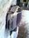 Images Peugeot 307