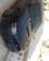 Images Subaru Legacy B4