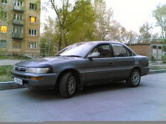 Corolla