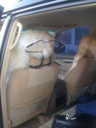 2006 Toyota Land Cruiser Prado Photos