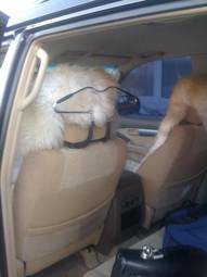 2006 Toyota Land Cruiser Prado Pictures