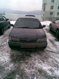 Tercel